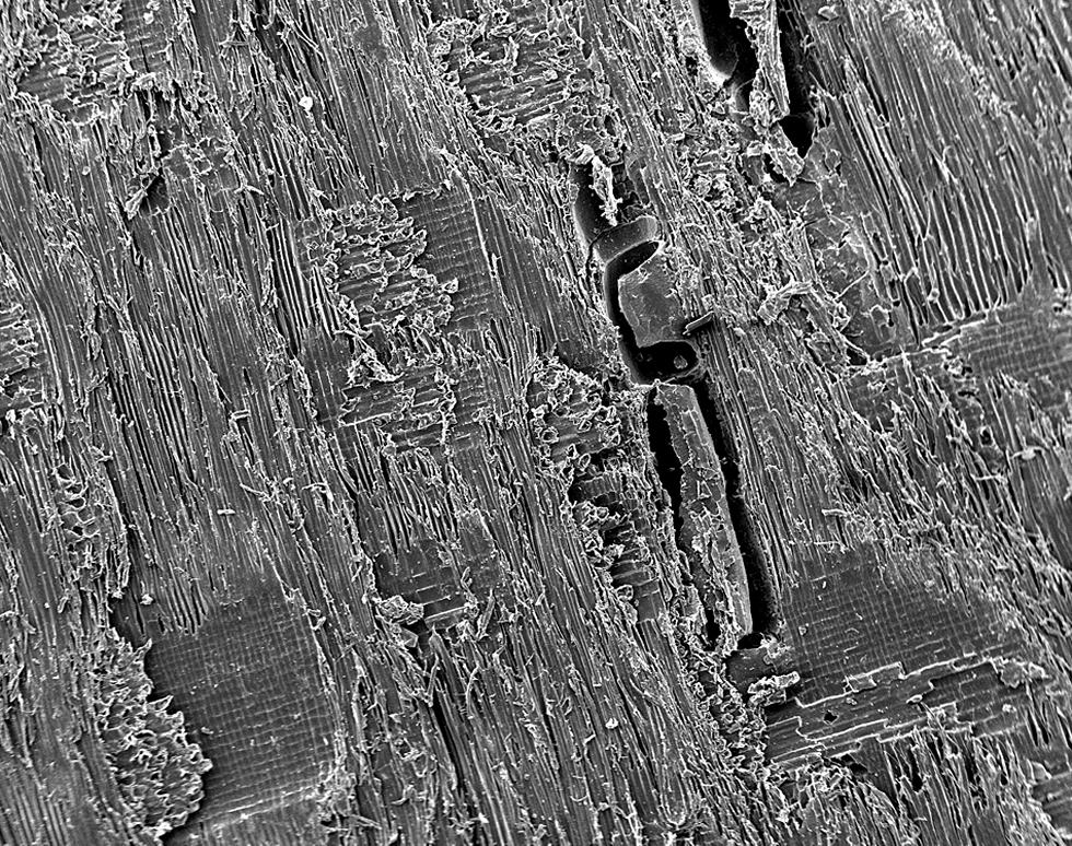 Wood veneer